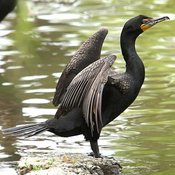 Neotropic Cormorant